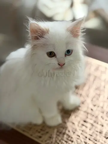 Adorable two white kitten for adoption