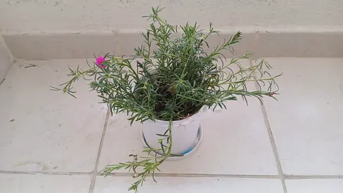 Small flowering potted indoor plant (ready to decorate)