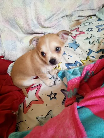 Young Chihuahua Apple head male