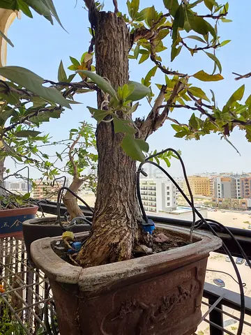 Bonsai