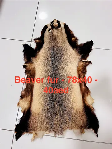 Beaver fur hide - 78 x 40 cm