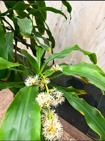 Dracaena, commonly known as a corn plant
