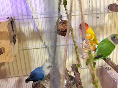 3 LOVE BIRDS - 2 Females and 1 Male