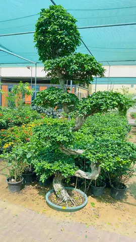 Large Sculpted Bonsai Tree — Mature Multi-tier Ficus (Ready for Garden)