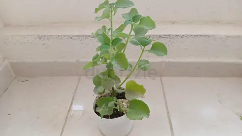 Small Potted Succulent/Indoor Plant in White Planter - Ready to Rehome