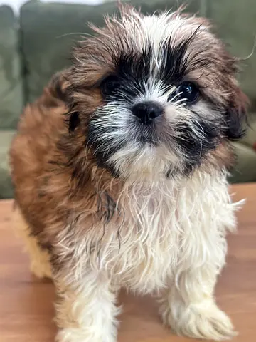 Pure Breed Shihtzu Available