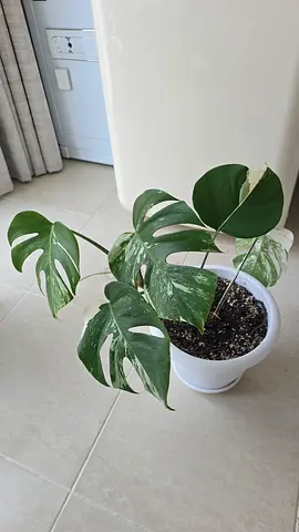 indor plant monstera albo variegata