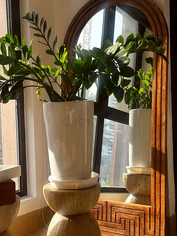 Plant and Pots