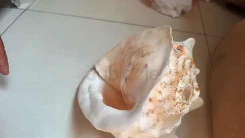 Large Natural Conch Shell Decor