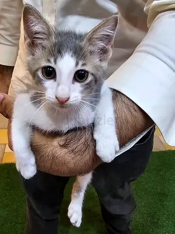 4 kittens for free
