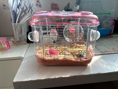 New hamster cage for sale with two baby hamsters