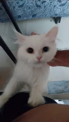 Friendly white kitten looking for a new home — approx 2 years old
