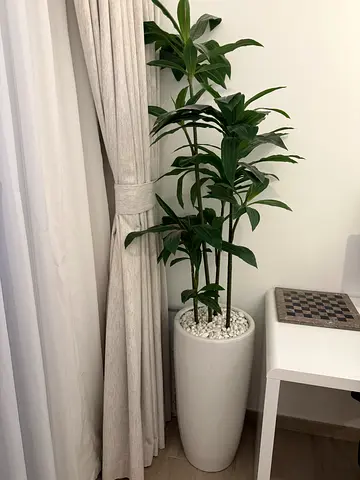 X2 large Plants