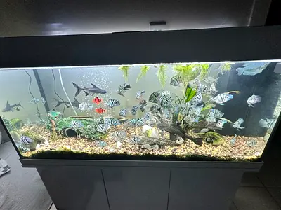 JEWEL 180L Aquarium For Sale (Negotiable), With Cabinet, filter, necessities and accessories.