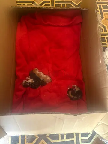New born kittens