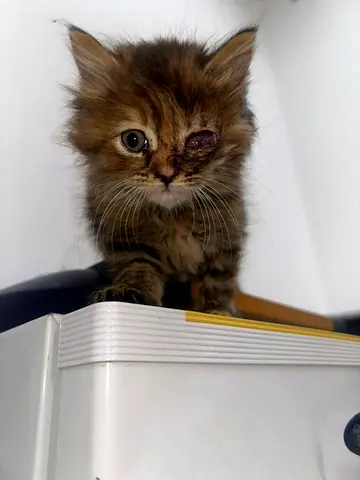 Tiny kitten with injured eye — needs a caring home
