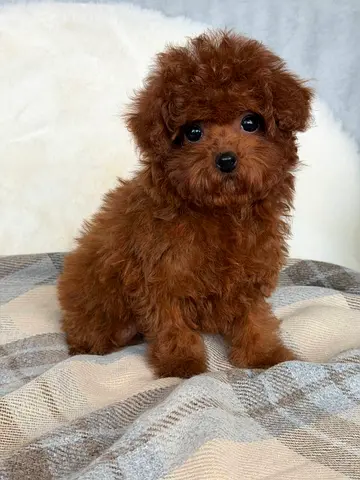 Puppy for adoption