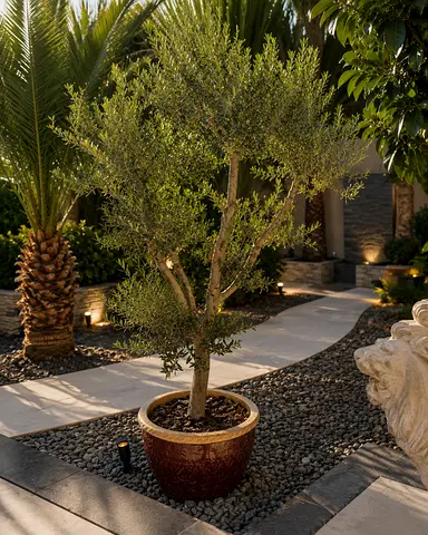Mature Potted Bonsai Olive Tree in Decorative Planter — Ready for Garden or Patio