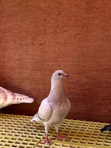 Racing pigeon Ash red