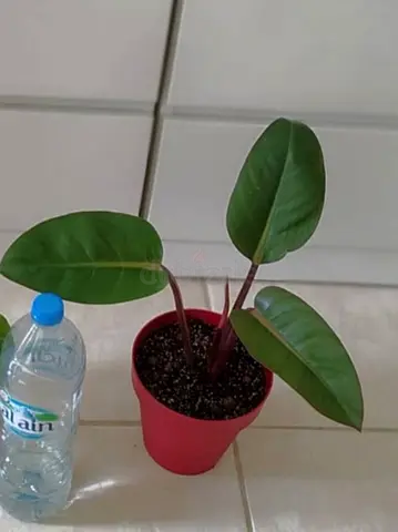 Philodendron red Congo 50 dhs only Collect at Discovery gardens  Street 11