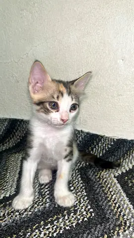 Adoption