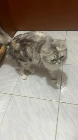 4 cats Need Loving homes