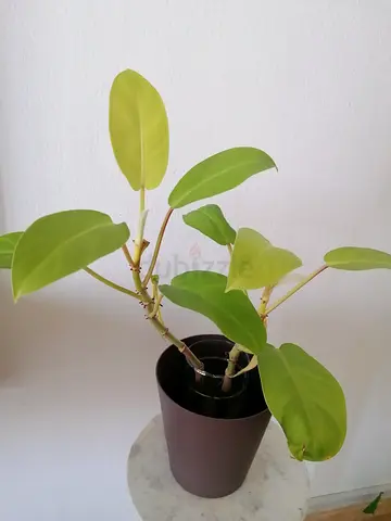 Indoor plants