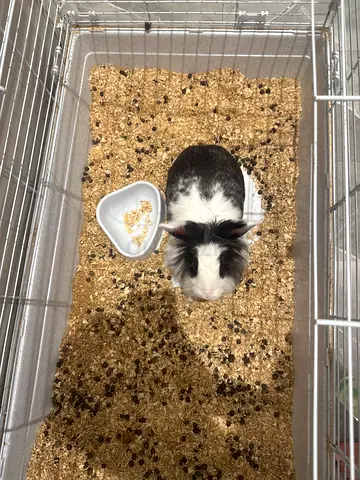 Young Lionhead Rabbit available for adoption - friendly and healthy