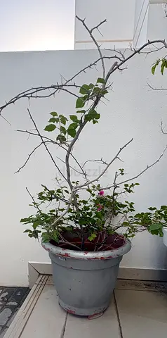 Large Outdoor Potted Bougainvillea (Needs Repotting/Pruning)
