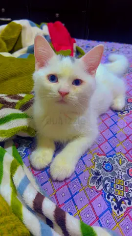 Pet for adoption