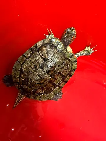 Turtle Adoption for Free