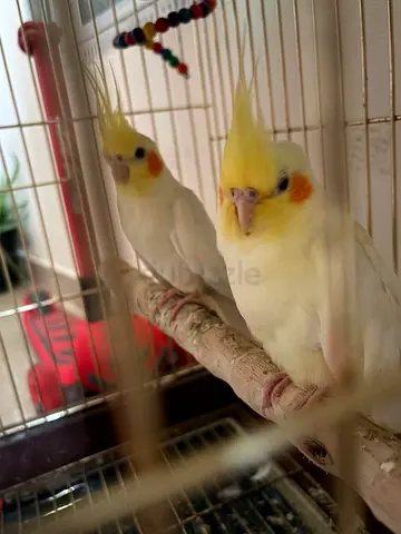 Cocktail  pairs breeding
