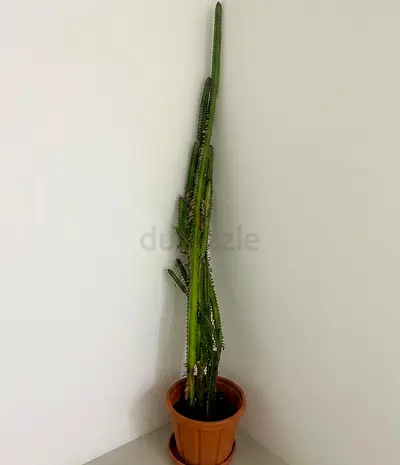 Tall cactus in terracotta pot