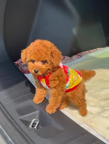 Small Brown Toy Poodle Puppy — Friendly and Playful