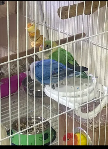 3 LOVE BIRDS - 2 Females and 1 Male