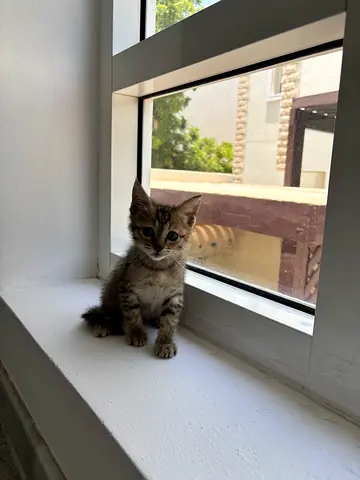 Kitten for adoption