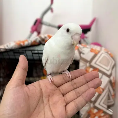 African love birds pair