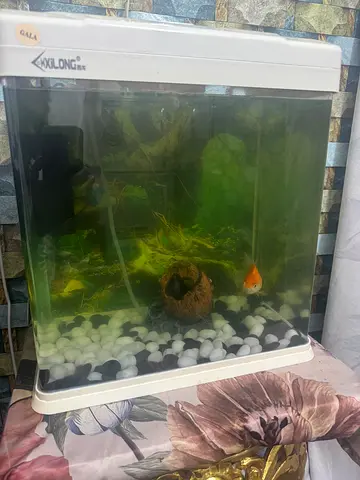 Fish aquarium