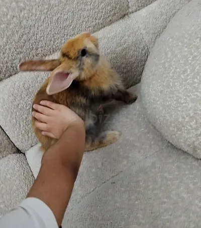 Small Rabbit for Free Adoption