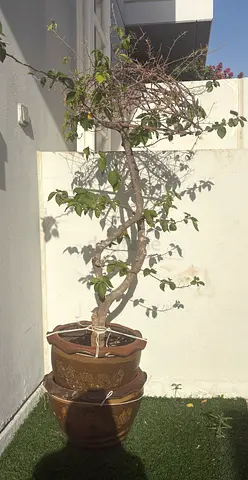 Large Outdoor Potted Bougainvillea (Needs Repotting/Pruning) each 40