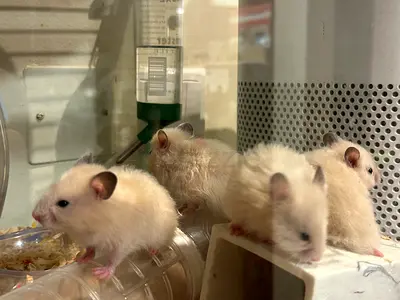 rehoming hamsters