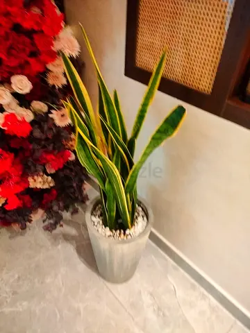 Plants