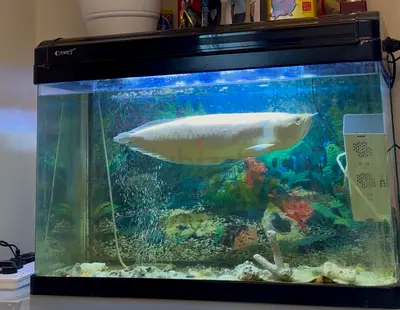 Large white Arowana with aquarium setup — ready to rehome AED 900
