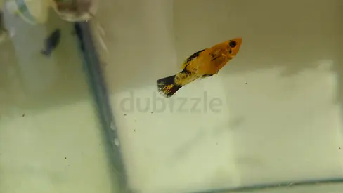 Fish 🐟