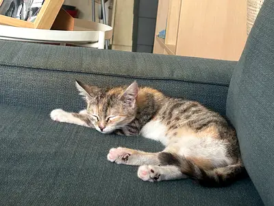 Finding Maya a new home