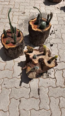Set of 3 Rustic Log Planters with Small Cacti