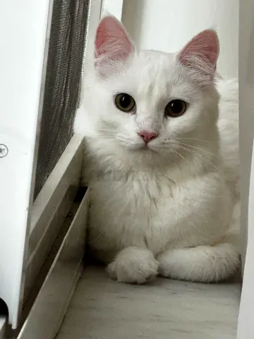Cute female cate for free adoption