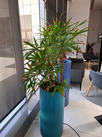 Tall indoor potted houseplant in blue planter - ready to decorate your space