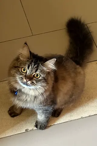 2yo Siberian cat looking for a new home