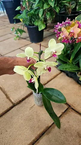 Small healthy Phalaenopsis orchid plant with flowers
